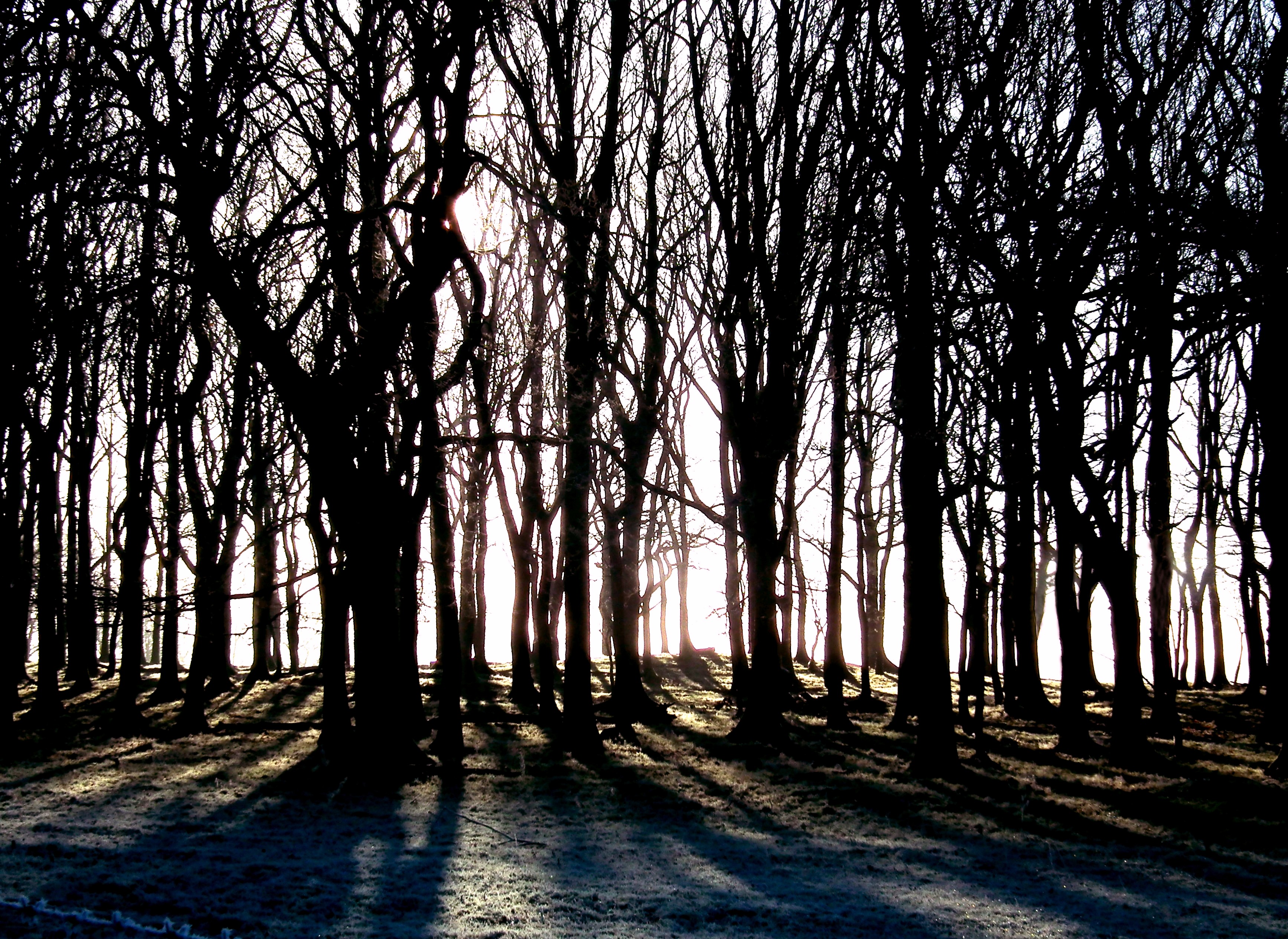 COLD TREES Bill Bagley Photography